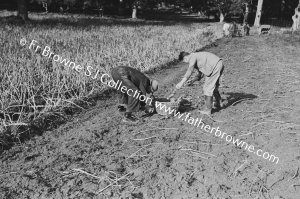 LIFTING POTATO CROP OAKWOOD TRAINGLE